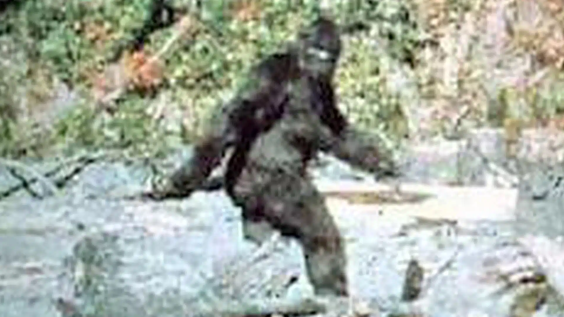 Bigfoot Bigfoot