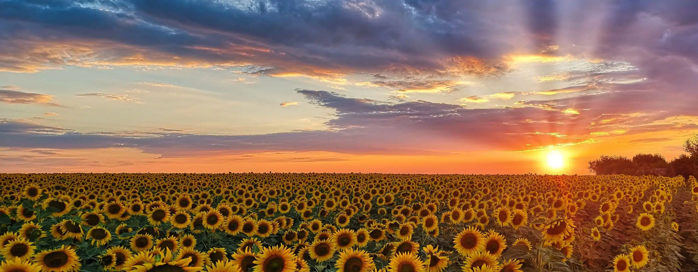 A field of sunflowers with the sun setting in the background