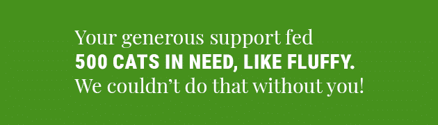 This image says "Your generous support fed 500 cats in need, like Fluffy. We couldn't do that without you!" 