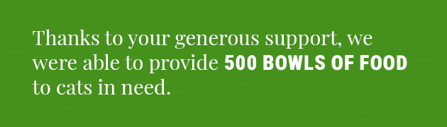This image says "Thanks to your generous support, we were able to provide 500 bowls of food to cats in need." 