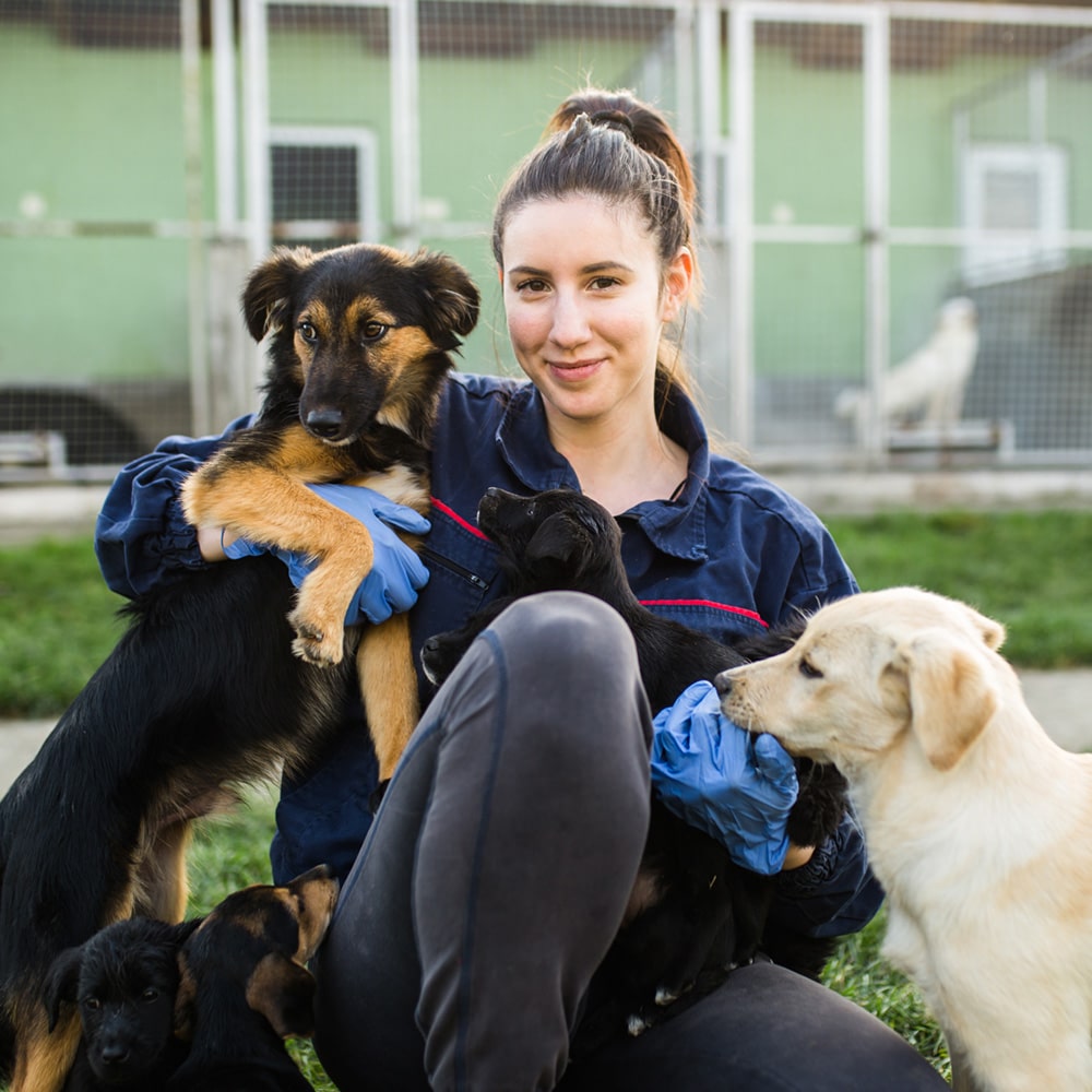 Young Woman In Dog Shelter Playing With Dogs An Choosing Which O