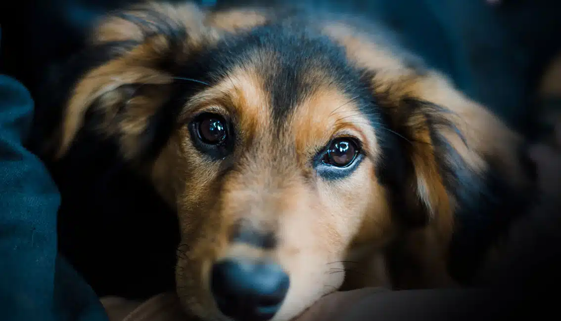 Animal Friends Alliance featured image