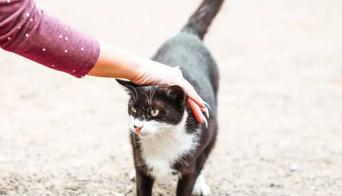 Eau Claire Community Humane Association featured image