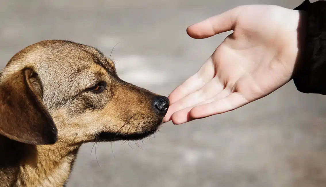 Humane Society of Parkersburg featured image