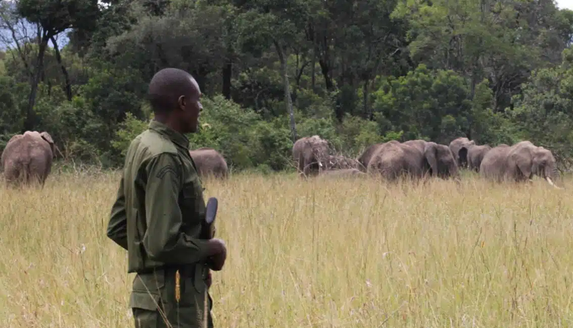 Mara Elephant Project featured image