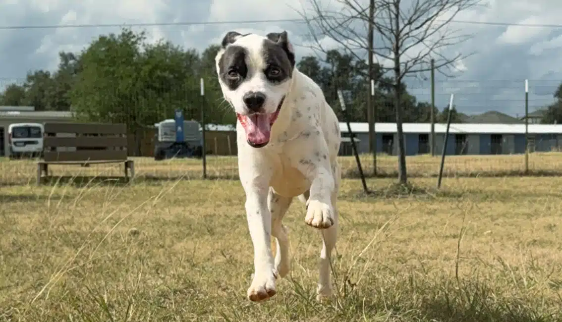 Texas Humane Heroes featured image