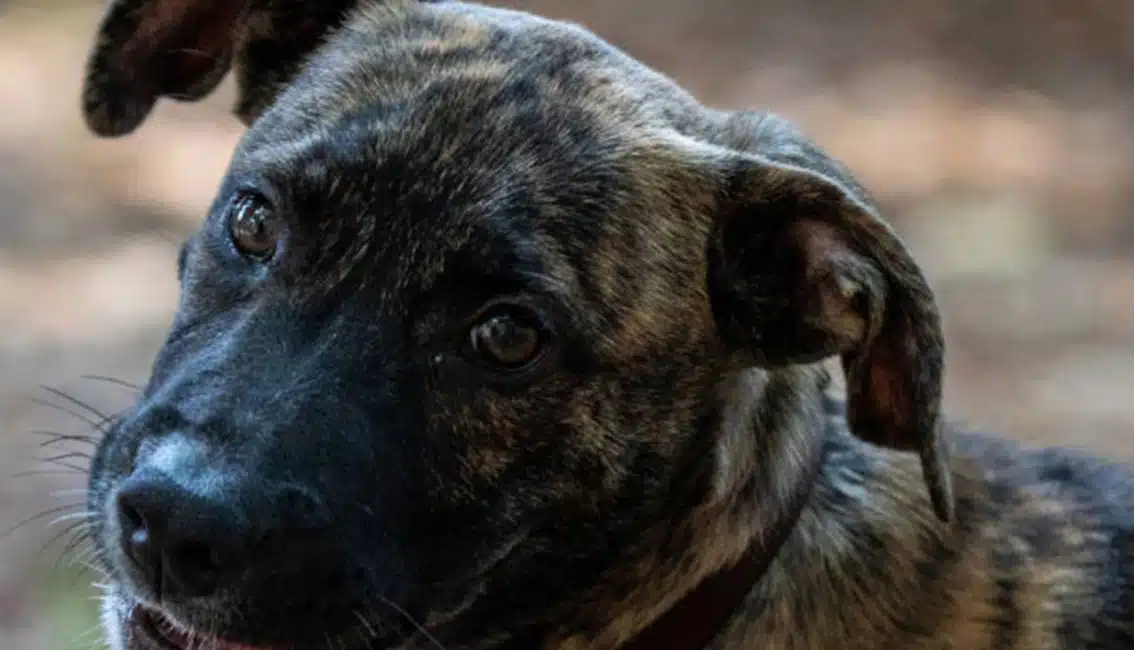 Pensacola Humane Society featured image