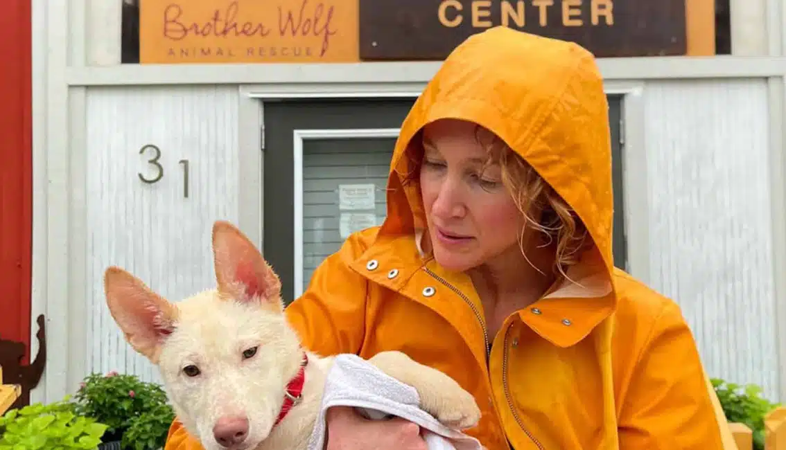 Brother Wolf Animal Rescue featured image