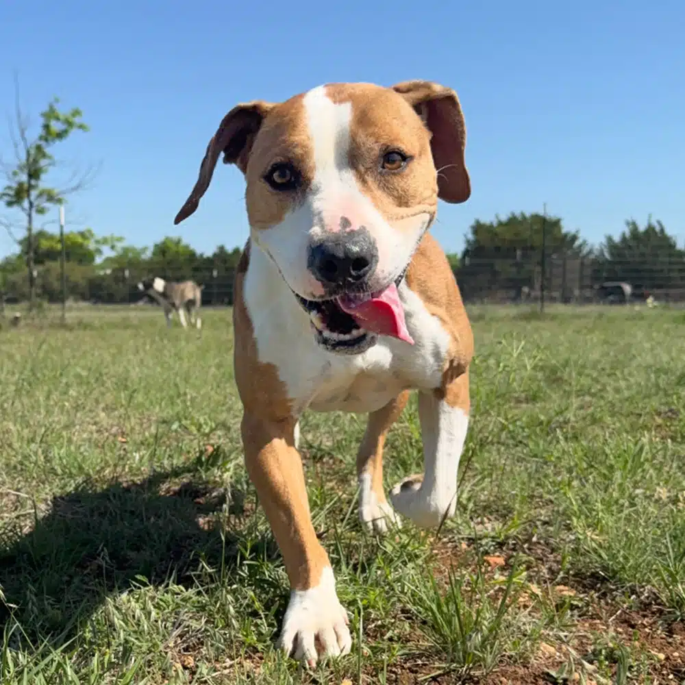 Texas Humane Heroes image