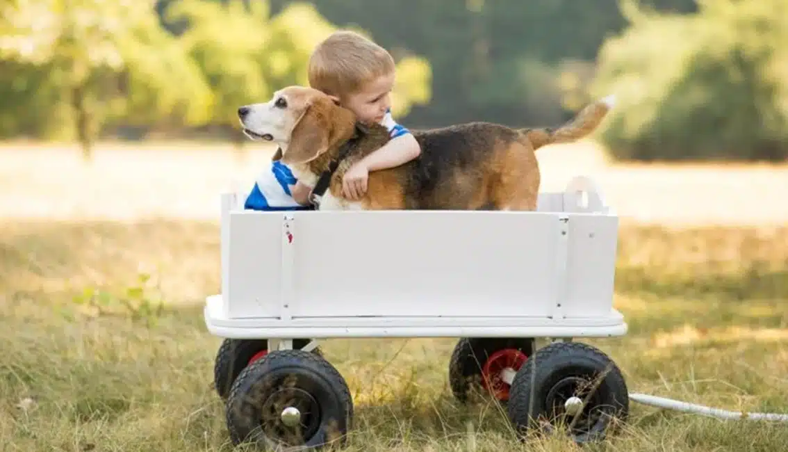 Humane Society Pikes Peak featured image