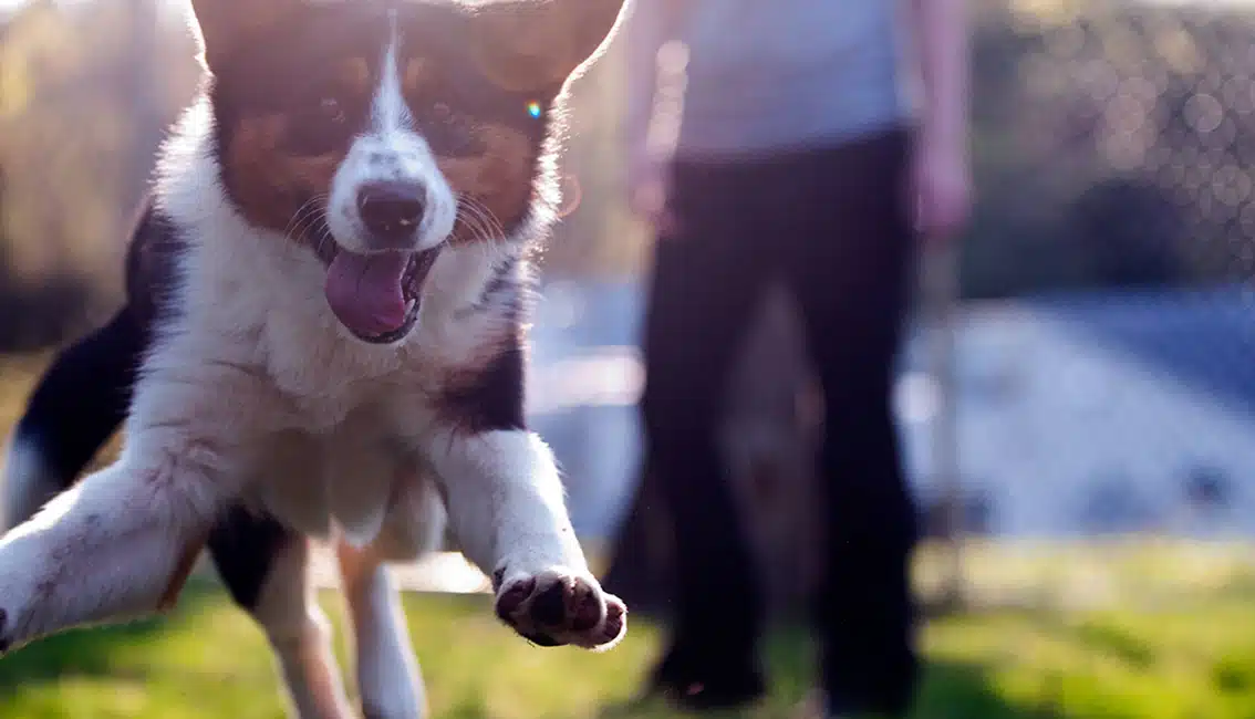 Providence Animal Shelter featured image