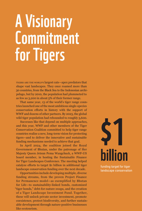 A success story about tigers from the WWF 2024 annual report