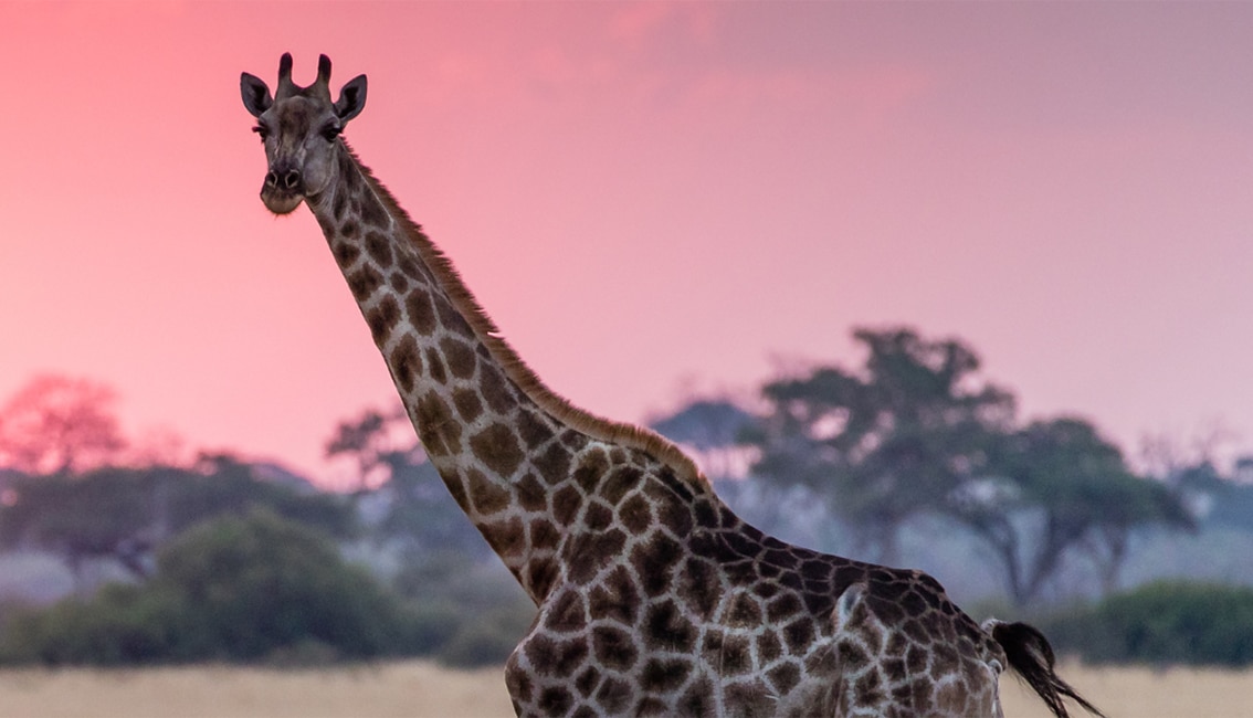 American Association Of Zoo Vets featured image