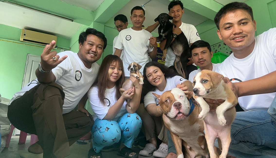 Let's Save the Strays International featured image