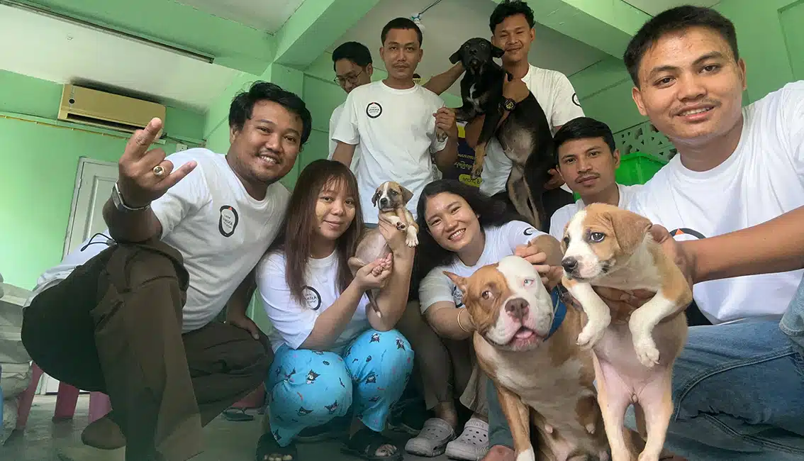 Let's Save the Strays International featured image